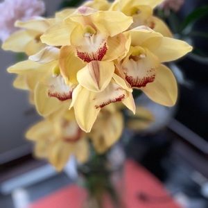 Meet your Posher, Aida